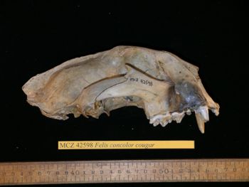 Media type: image;   Mammalogy 42598